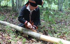 Thứ vỏ cây khô của đồng bào miền núi được các nước thích mê, đem về 6.500 tỷ