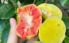 Thứ quà quê có vị chua chua, ruột hồng bắt mắt được nhiều người săn lùng
