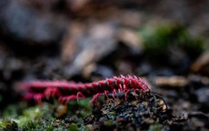 Phát hiện loài sinh vật hiếm chỉ xuất hiện vài ngày mỗi năm, du khách nối đuôi nhau đến tận nơi xem