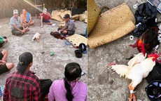 Triệt phá xới đá gà, bắt giữ 12 đối tượng