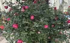 Những loại cây cảnh cần tránh trồng trong nhà nếu không muốn thất thoát tiền của theo lời dặn của người xưa