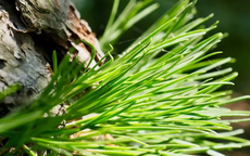 Cựu kỹ sư IT bỏ phố về quê, biến lá thông thành nguồn thu hơn 1,8 tỷ đồng/năm