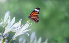 Tháng sinh Âm lịch của người trí tuệ, trung niên giàu không ai sánh bằng