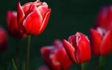 4 khung giờ sinh Âm lịch hoàng kim: Vận đỏ phủ kín, làm gì cũng thuận