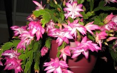 Các loại cây cảnh vừa làm quà tặng Giáng sinh, vừa trang trí không gian đẹp