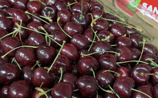 Sự thật cherry Chile giảm giá ‘sập sàn’, còn 100 nghìn/kg bán la liệt ở chợ Việt