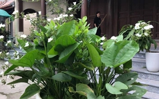 Những người thuộc các mệnh dưới đây rất nên trồng cây bách thủy tiên, cách bố trí chuẩn phong thủy