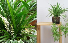 Những người thuộc 3 mệnh này nếu trồng cây lan chi sẽ tăng tài lộc, sự nghiệp thăng tiến
