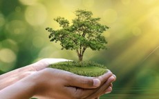 Đây mới là vị trí chuẩn phong thủy cho những người mệnh Mộc để cây cảnh hút tài lộc, rước bình an