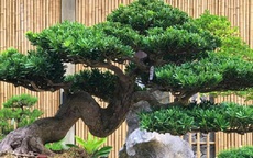 Đây là cây phong thủy những người tuổi Tỵ nên trồng trong nhà để thu hút tài lộc, may mắn