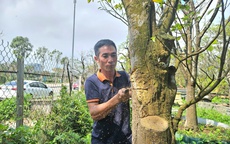 Kiếm tiền triệu mỗi ngày từ việc cắt tỉa, chăm sóc cây cảnh sau Tết