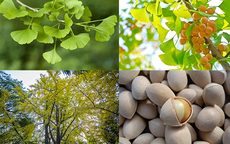 Cải thiện chất lượng giấc ngủ nhờ sản phẩm vàng vì sức khỏe cộng đồng