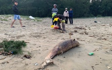 Hai xác cá voi trôi dạt vào bờ biển Hà Tĩnh