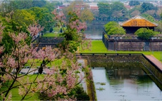 Ngỡ ngàng 'vương giả chi hoa' khoe sắc giữa chốn Hoàng cung Huế