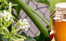 Cách làm hoa đu đủ đực ngâm mật ong
