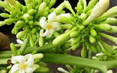 Cách tăng tác dụng của hoa đu đủ đực trị bệnh