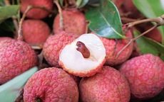 Sự kiện 'Hải Dương mùa vải chín' dự kiến được tổ chức vào cuối tháng 5