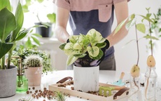 Bí quyết đơn giản chăm sóc cây trồng trong nhà xanh tốt quanh năm