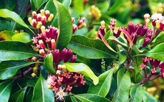 Diệt muỗi hiệu quả chỉ bằng cách trồng những cây này