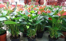 Cách chăm sóc và phòng ngừa sâu bệnh cho cây hồng môn