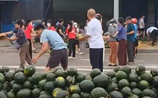 VIDEO: Người dân xếp hàng thu gom, 'giải cứu' dưa hấu khi xe tải gặp nạn