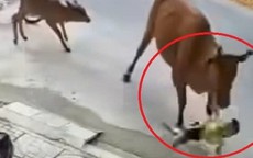 Bò thả rông tràn ra đường, húc văng cháu bé ở Đà Nẵng