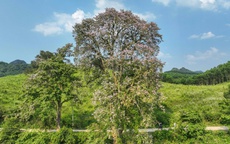 Báu vật của bà con đồng bào dưới chân dãy Giăng Màn