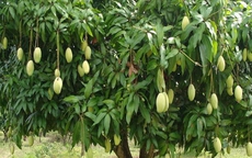 Top cây ăn quả cho bóng mát được yêu thích nhất