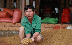 Nghìn tấn lúa chìm trong nước, dân hoang mang thốt lên: ‘Chưa bao giờ thấy lũ tháng 4’