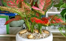 Cách chọn cây phong thuỷ phù hợp từng mệnh, mang đến may mắn, sức khỏe và tài lộc