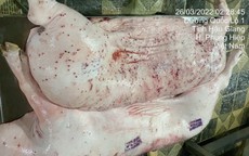 Xuất hiện thông tin Công ty CP Chăn nuôi CP Việt Nam chế biến lợn bệnh: Cục Chăn nuôi và Thú y yêu cầu khẩn trương vào cuộc kiểm tra
