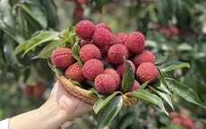 Vải thiều Trung Quốc đổ bộ chợ Việt, giá 700.000 đồng/kg