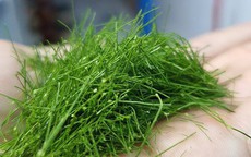 Thứ lá người Việt thường rắc lên gà luộc, không ngờ là loại rau chứa chất chống oxy hóa mạnh, bảo vệ hệ thần kinh