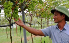 Bỏ nghề cơ khí, anh nông dân Hà Tĩnh trồng nho quý thu về tiền tỷ