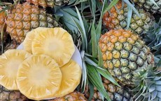 Xuất hiện loại dứa lạ trên thị trường, thơm ngon như mật được chị em đua nhau săn đón