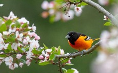 Tháng sinh Âm lịch của người có năng lực hơn người, đến trung niên sẽ tiến xa trong sự nghiệp