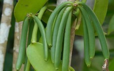 Loại quả đắt đỏ bậc nhất thế giới, từng có giá 15 triệu đồng/kg, ở Việt Nam cũng trồng