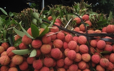 Quả vải giảm giá sâu chỉ còn vài nghìn đồng/kg bán đổ đống, chị em bày nhau làm món ngon dễ làm cho bữa ăn gia đình thêm phần hấp dẫn