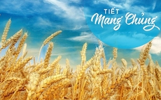 Tiết khí Mang Chủng năm 2025 khi nào? Đây là những điều cần làm để giữ sức khỏe, mang tài lộc về nhà