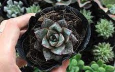 Sen đá hoàng tử đen - vừa đẹp, vừa sang và lý do phong thủy cây thường được tặng trong dịp khai trương hoặc dịp lễ quan trọng