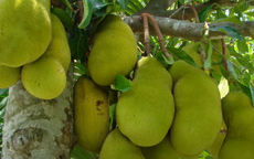Đây là lý do không nên trồng mít trước nhà, người buôn bán làm ăn càng tránh xa càng tốt