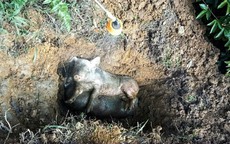 Dịch tả lợn Châu Phi lan rộng ở Thái Nguyên