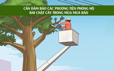 Người đàn ông ở Hải Phòng chấn thương nặng ở đầu vì tỉa cành cây tránh bão