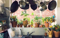 Giới nhà giàu thường đặt cây xanh ở vị trí này, bảo sao tiêu tiền không hết