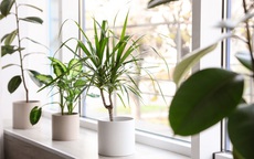 Trồng cây mắc lỗi này thì cây gì cũng héo úa
