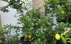 Trồng loại cây này ở nhà, vừa cho quả ăn, vừa chiêu tài lộc