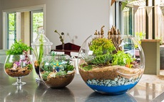 Tiểu cảnh mini trong nhà mang đến những lợi ích gì?
