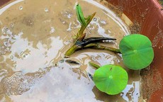 Cách trồng hoa sen trong chậu tại nhà đơn giản để ra hoa rực rỡ