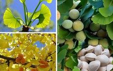 Loại cây cảnh được xem như 'báu vật' trong nhà của những người sành chơi