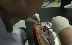 Người dân Đông Nam Á dễ nhiễm vi nhựa nhất thế giới, vì một lý do!